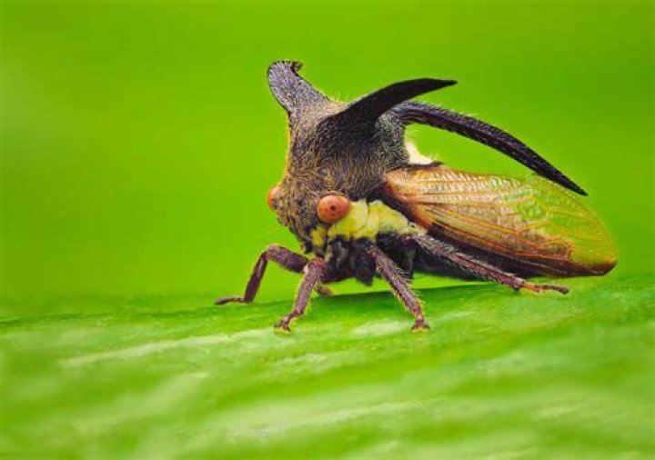 Are treehoppers harmful to humans?