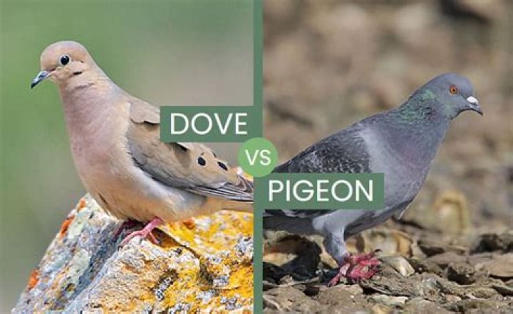 Are turtle doves and pigeons the same?