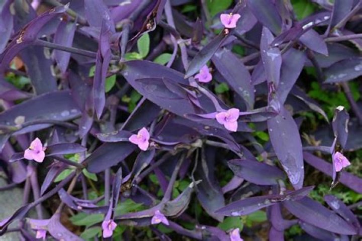 Are wandering jew plants perennials?