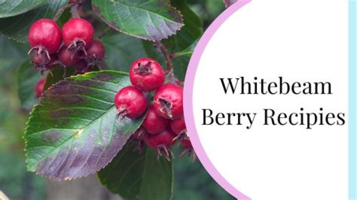 Are whitebeam berries edible?