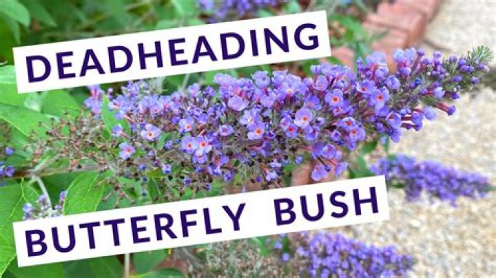 Are you supposed to deadhead a butterfly bush?