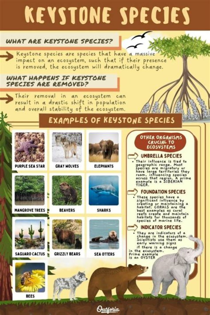 At is a keystone species?