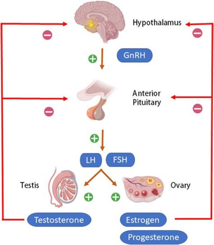At puberty the hypothalamus secretes gonadotropin?