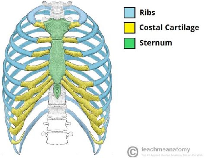 At the costal cartilage?