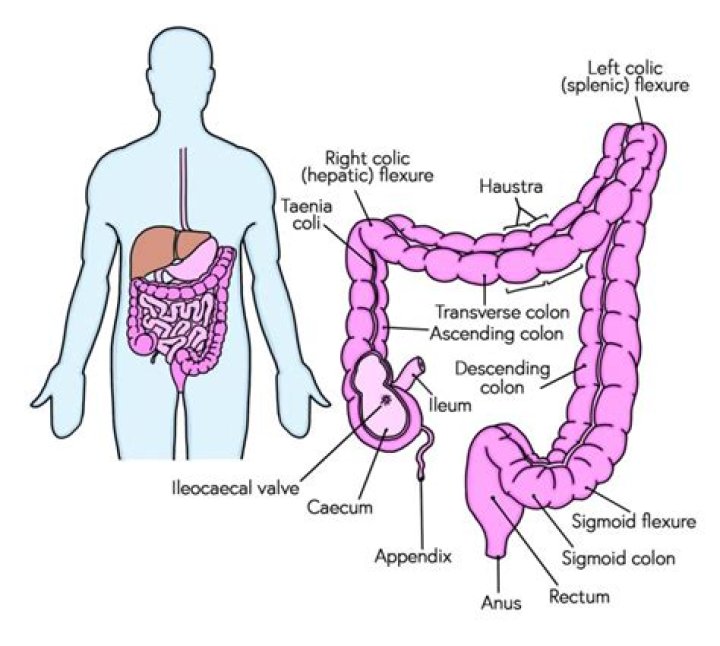 At the splenic flexure the colon becomes the?
