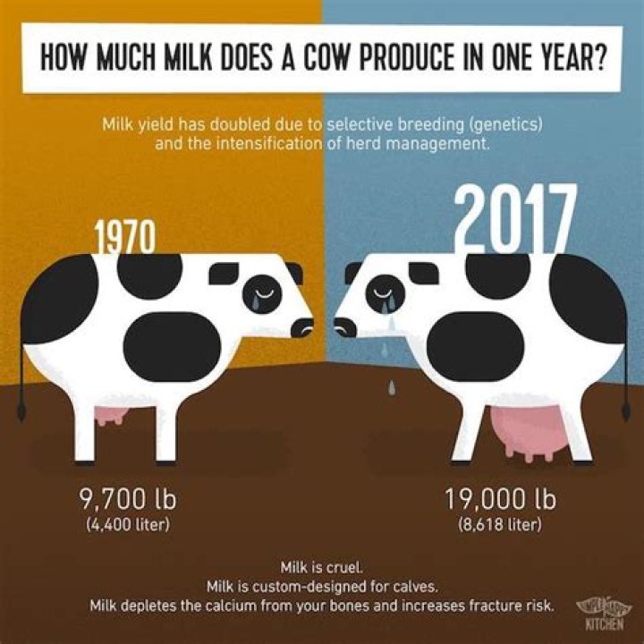 At what age can a cow be milked?