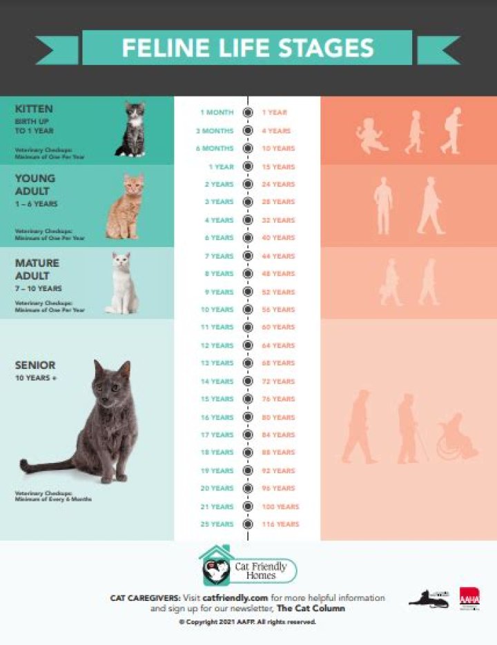 At what age is a cat fully grown?