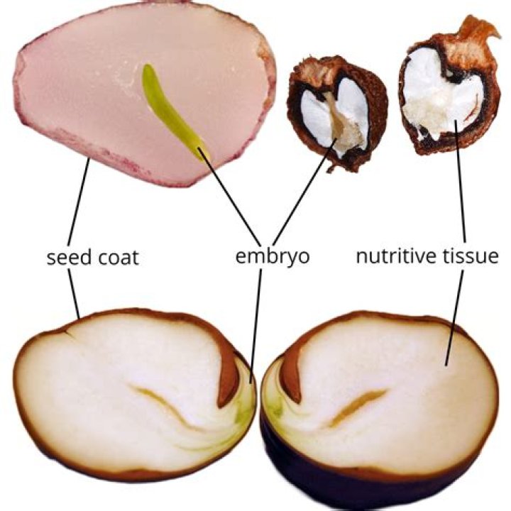 At what point has a seed germinated?