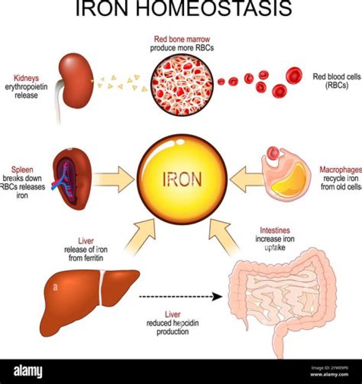 At what stage of erythropoiesis does hemoglobin appear?