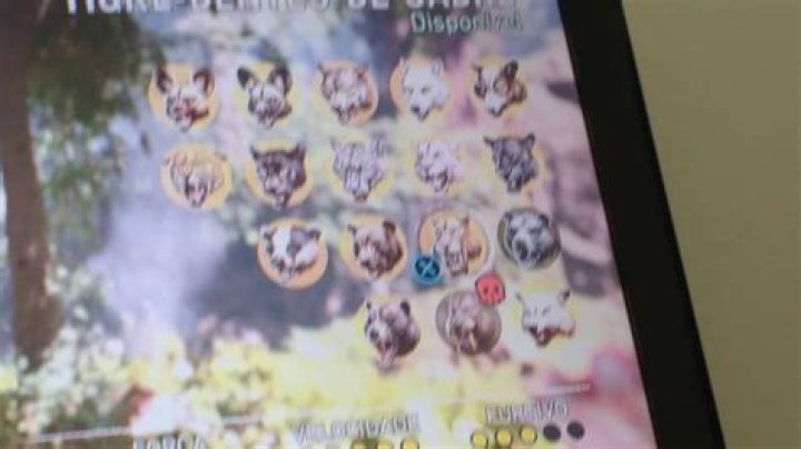 Bloodfang Sabretooth died, chance to recover?