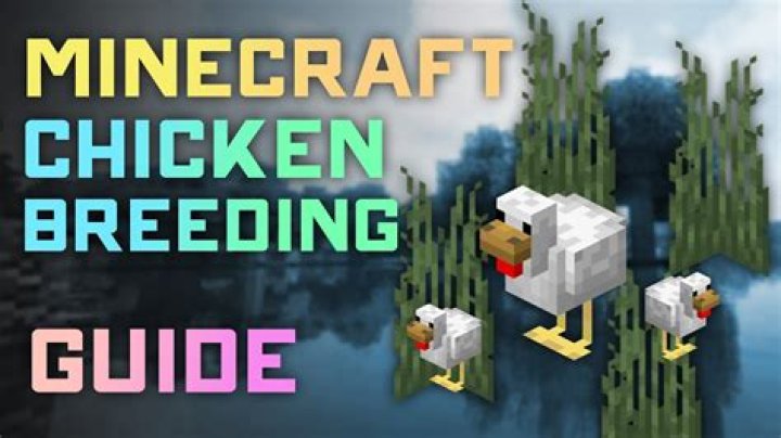 Breeding chickens in Minecraft PE