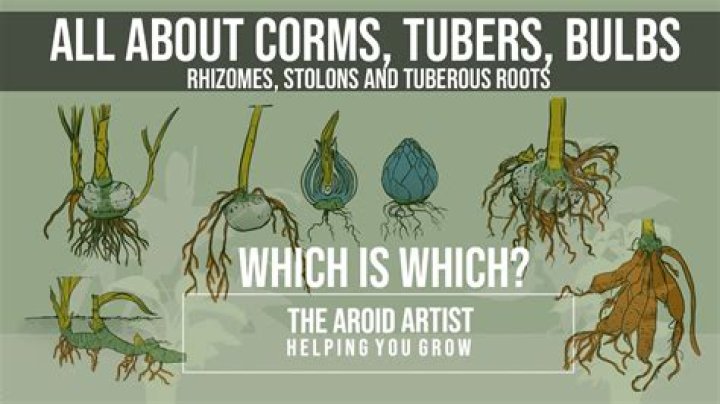 By roots and tubers?