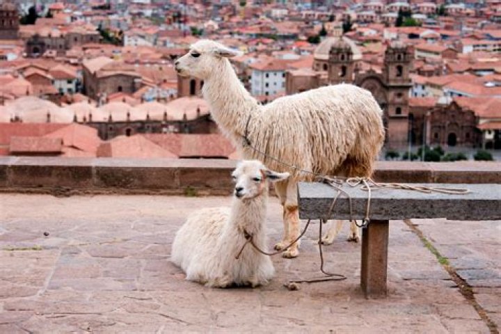 Can't Find Llamas!