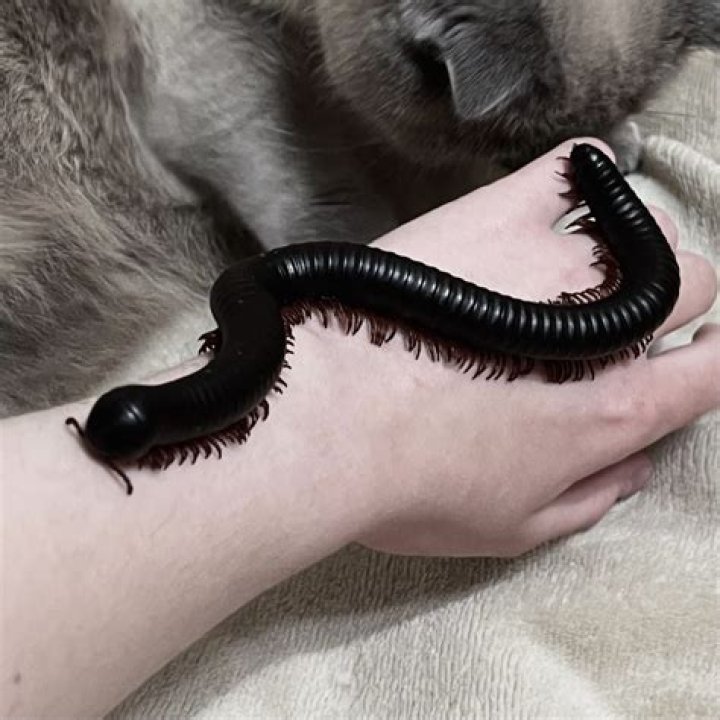 Can a millipede kill a dog?