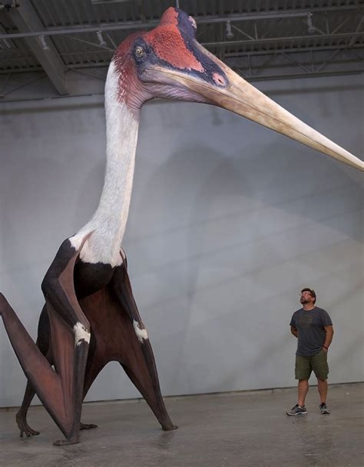 Can a pterodactyl pick up a human?