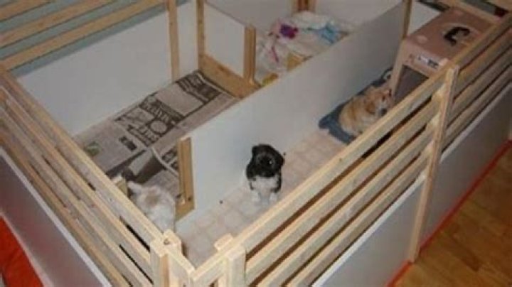 Can a whelping box be too big?