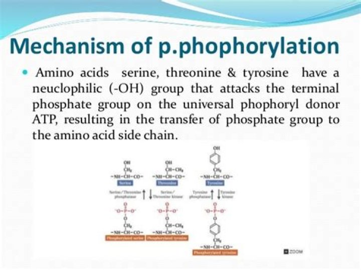 Can alanine be phosphorylated?
