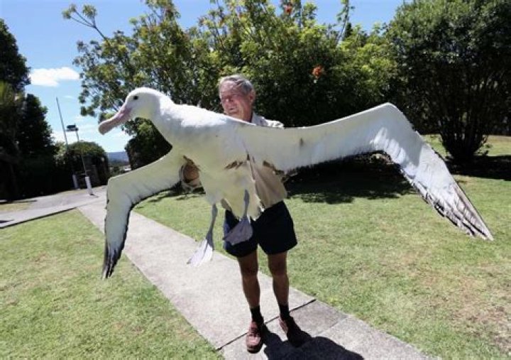 Can albatross fly for years?