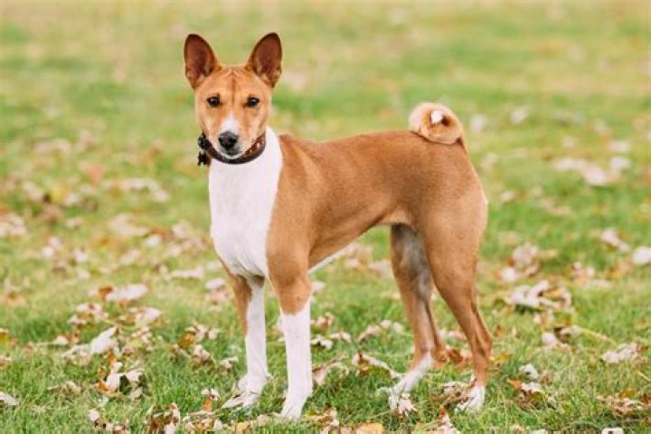 Can basenjis live outside?