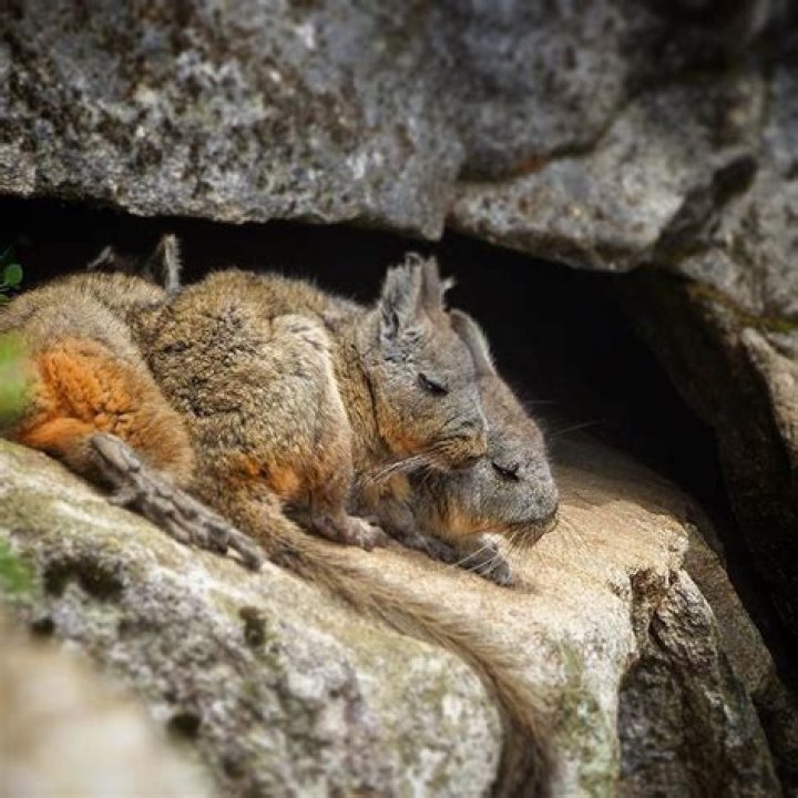 Can captive birds survive in the wild?