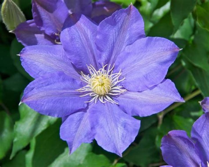Can clematis be grown in a pot?