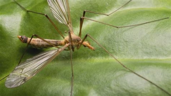 Can crane fly regrow legs?