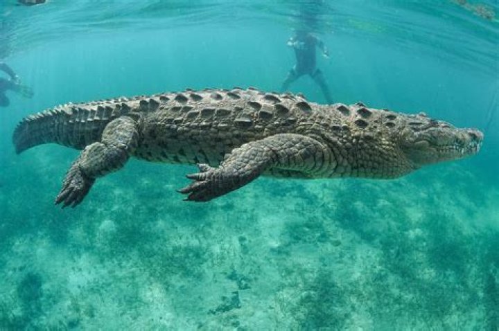 Can crocodiles be tranquilized?