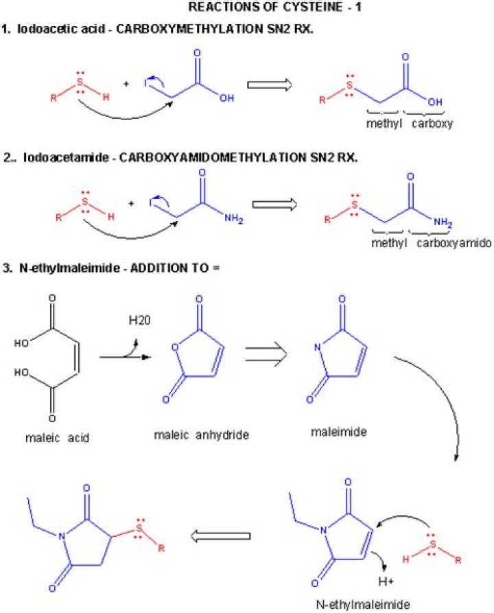 Can cysteine be deprotonated?