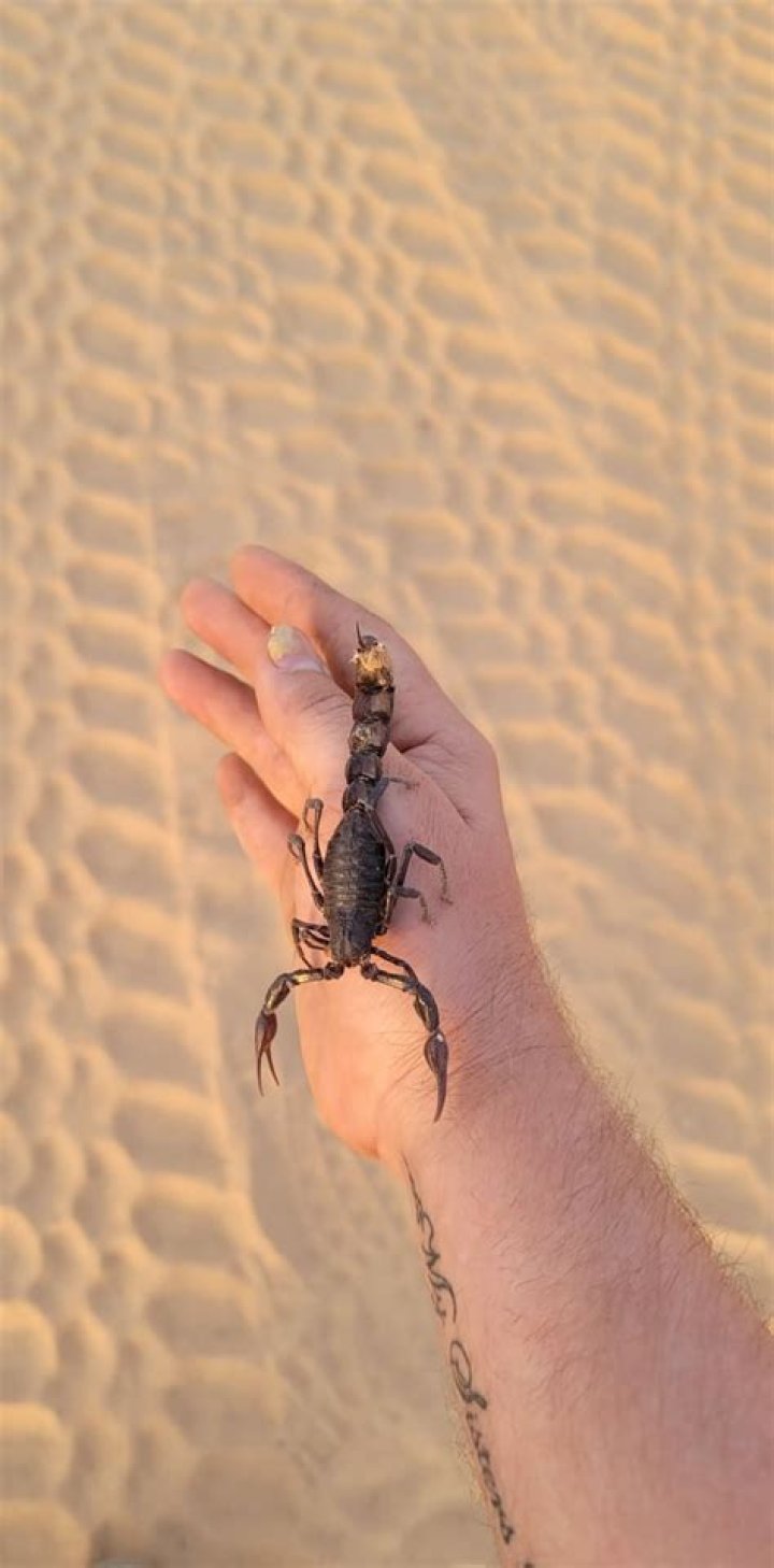 Can dictator scorpions be housed together?
