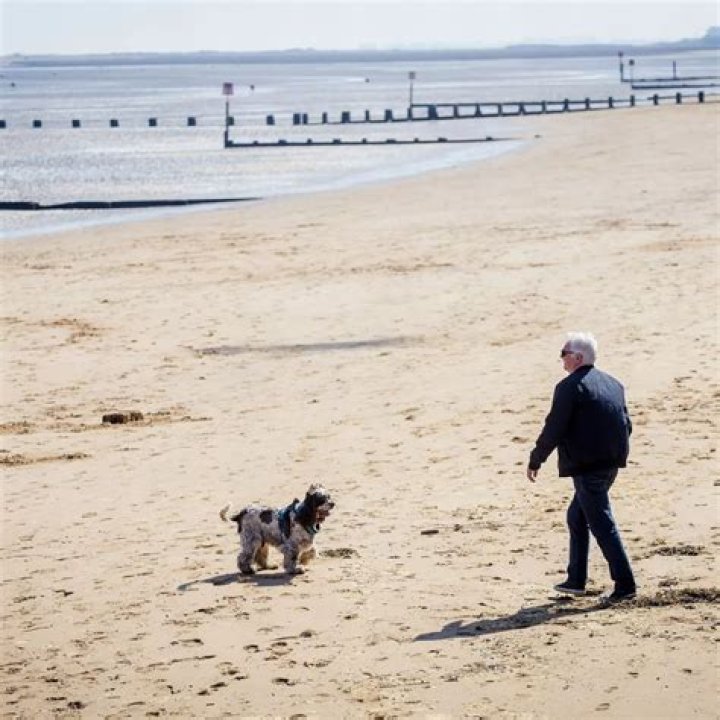 Can dogs go on normans bay beach?