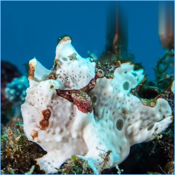 Can frogfish change color?