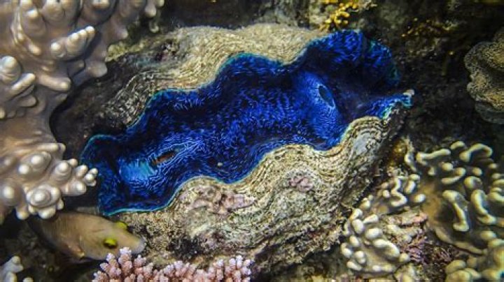 Can giant clams swim?
