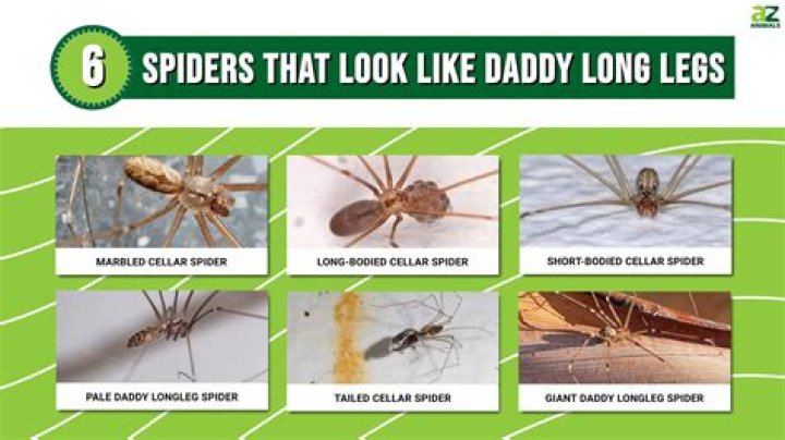 Can granddaddy long leg spiders bite?