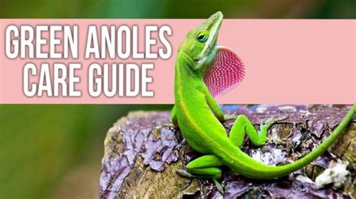 Can green anoles live with crested geckos?