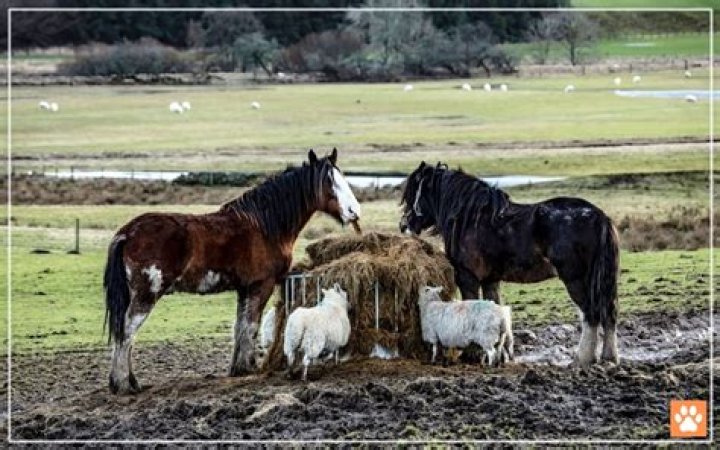 Can horses and sheep be pastured together?
