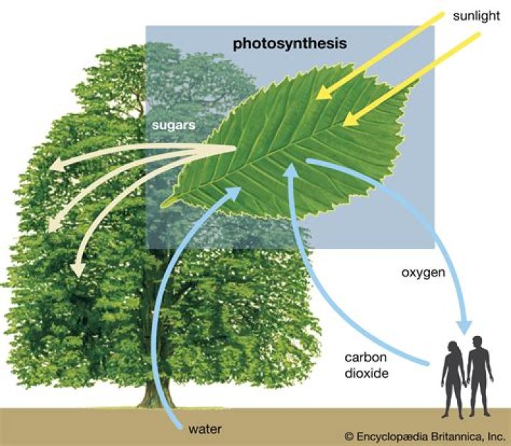 Can increased photorespiration affect photosynthesis?