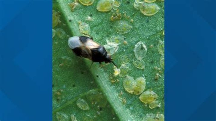 Can leaf footed bugs bite?