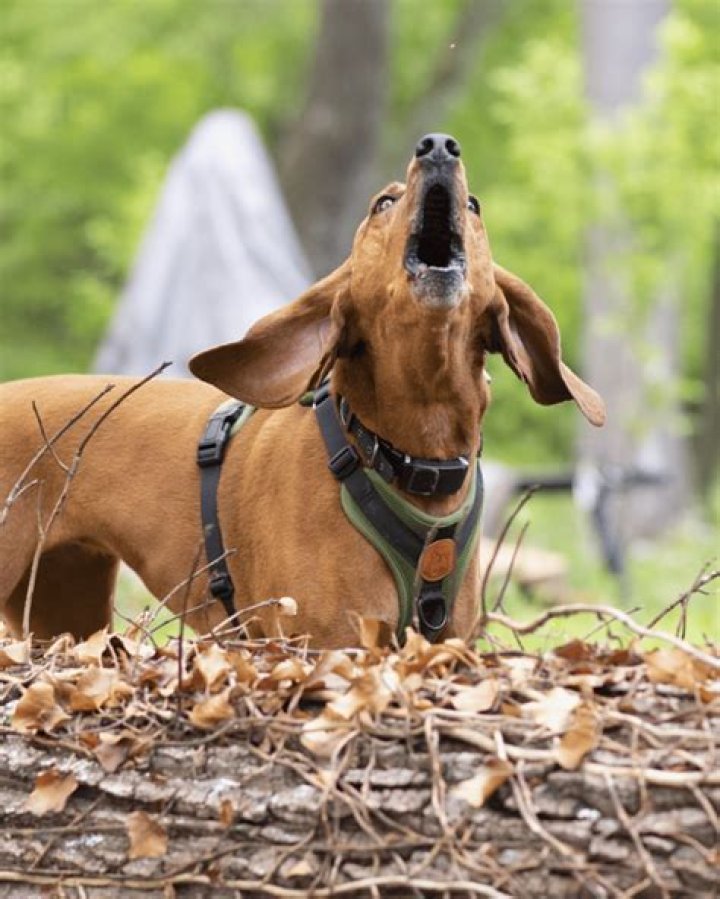 Can muzzle stop dog barking?