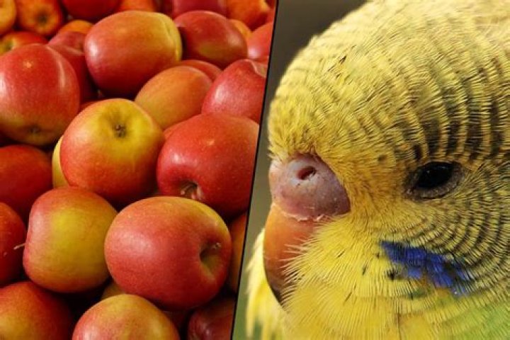 Can parakeets eat apples?