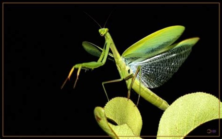 Can praying mantis fly?