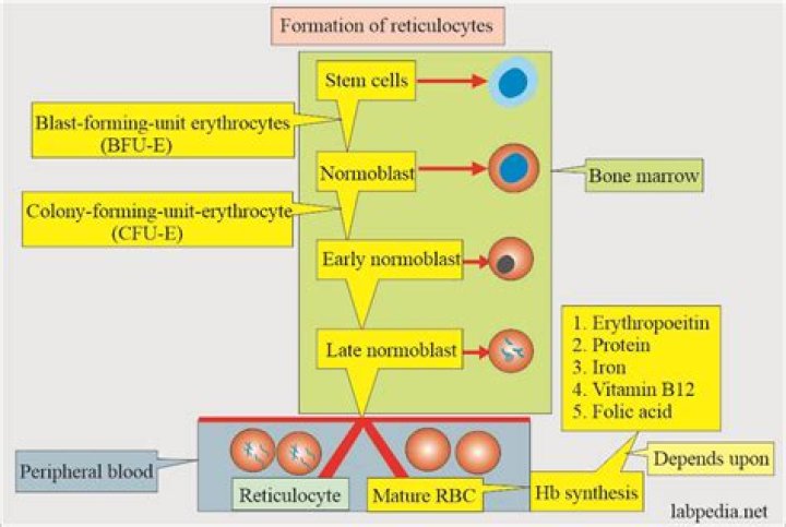Can reticulocytes synthesize hemoglobin?