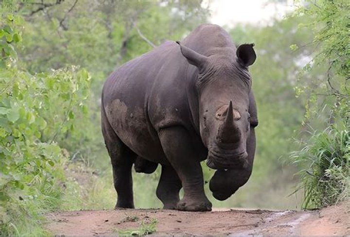 Can rhinoceroses see well?