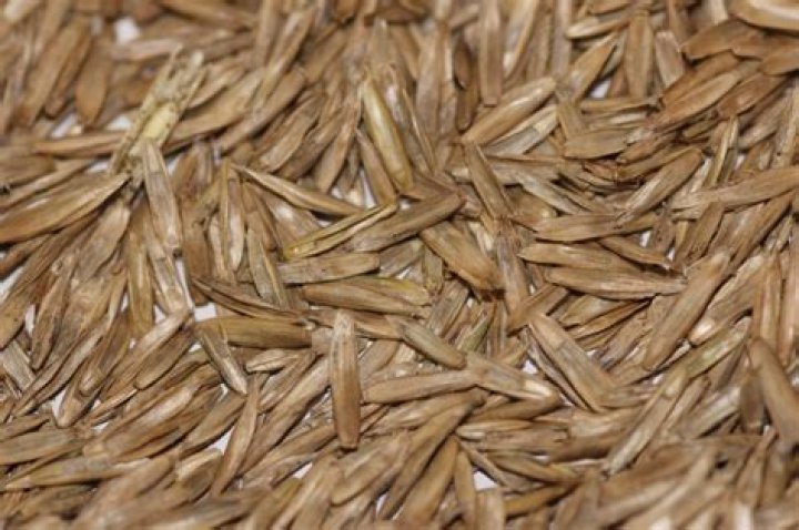 Can ryegrass seed go bad?