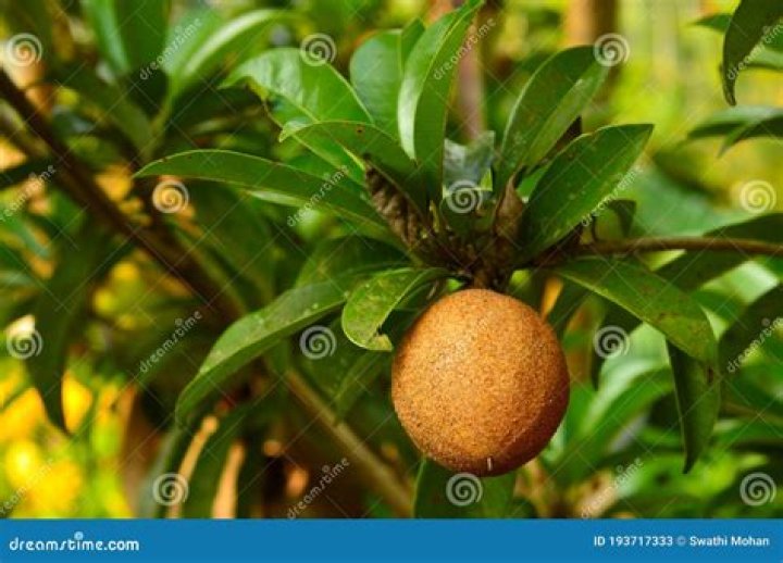 Can sapota be refrigerated?