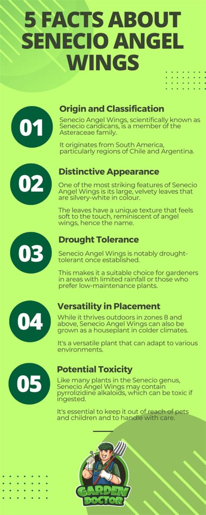 Can senecio angel wings be divided?