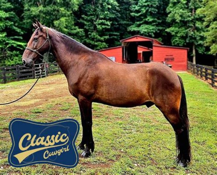 Can tennessee walking horses jump?