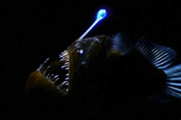 Can tropical fish see in the dark?