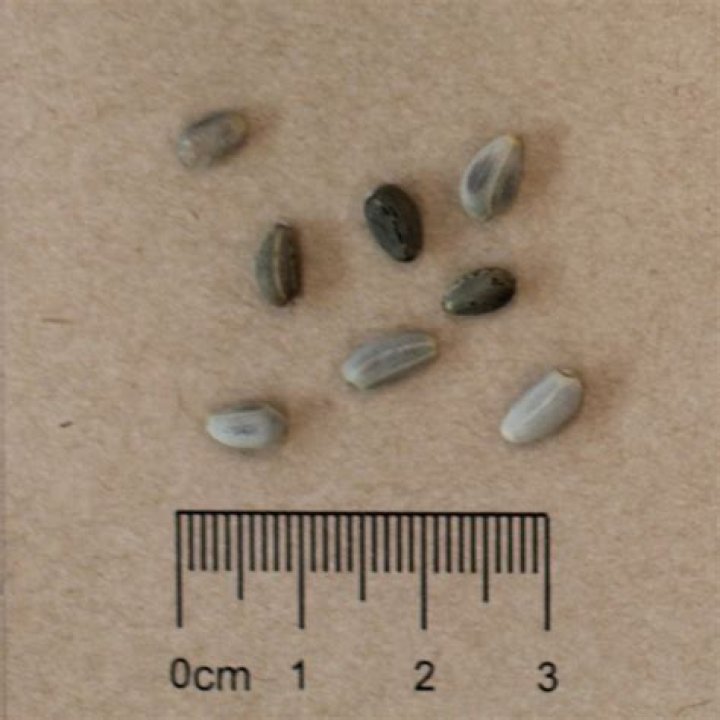 Can u eat cynara cardunculus?