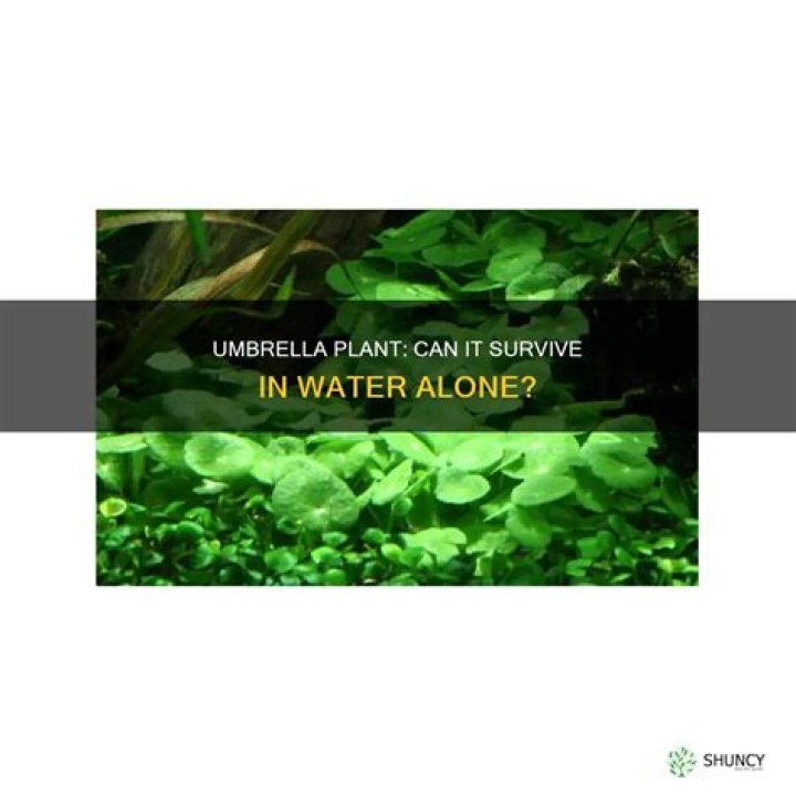 Can umbrella plant grow in water?
