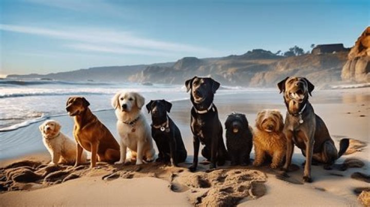 Can you bring dogs to topanga beach?